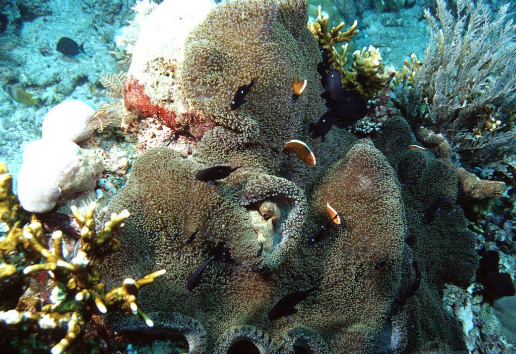 Amphiprion sandaracinos (Pesce pagliaccio arancione)